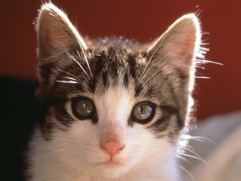 close-up of a kitten