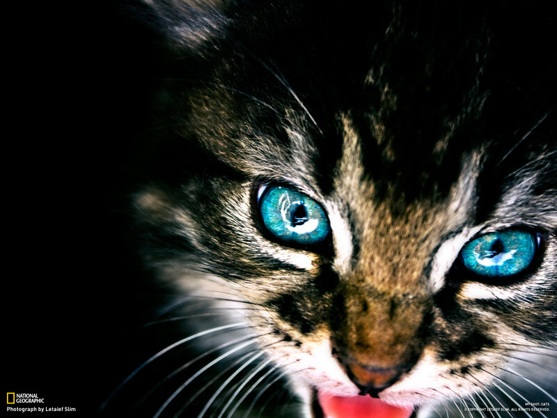 close-up of a kitten's face