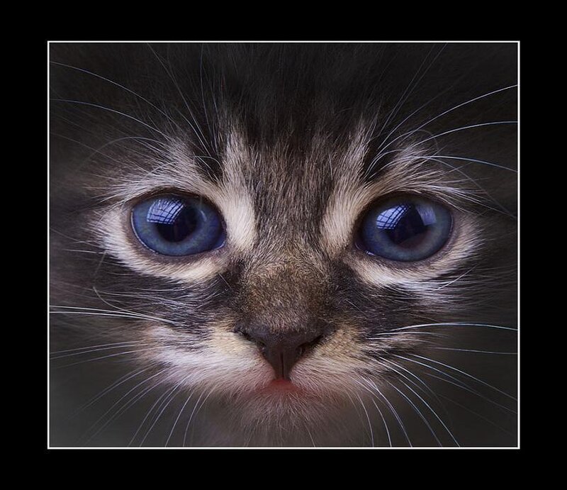close-up of a kitten's face
