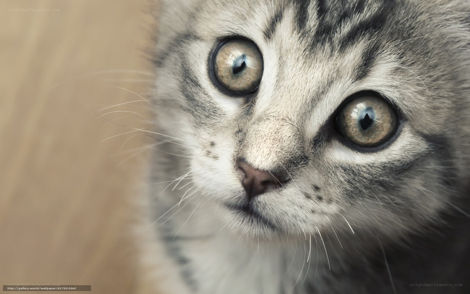 close-up of a kitten's face