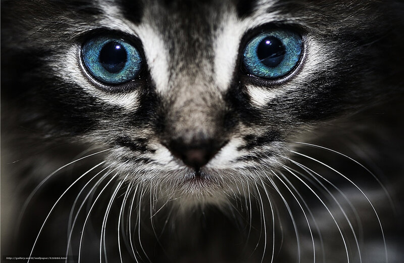 close-up of a kitten's face