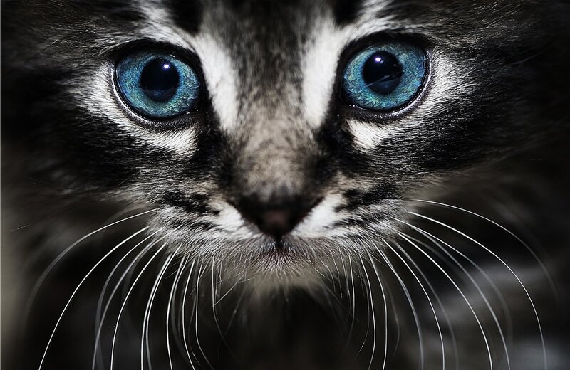 close-up of a kitten's face