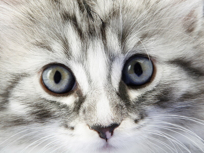 close-up of a kitten's face