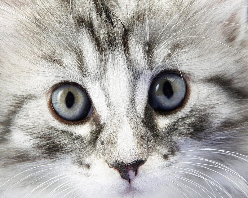 close-up of a kitten's face