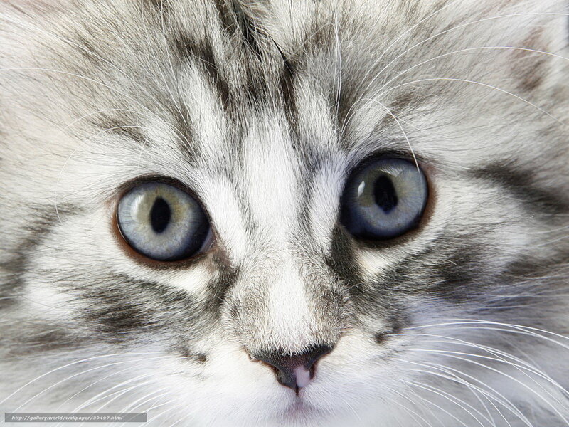 close-up of a kitten's face