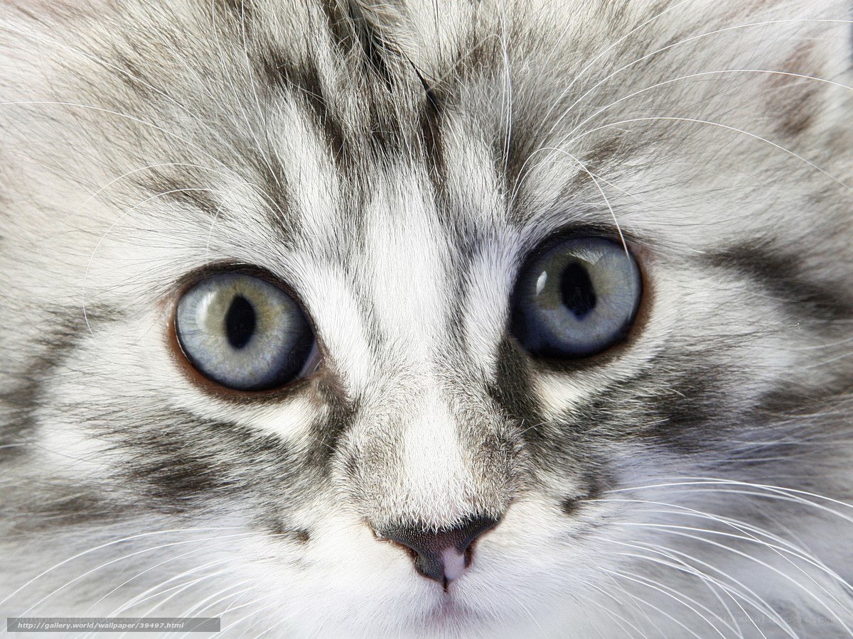 close-up of a kitten's face