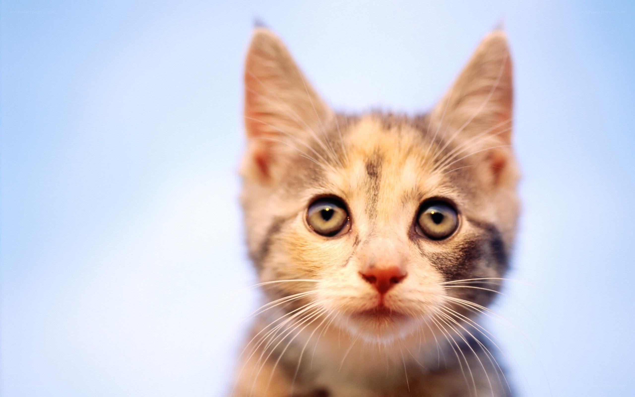 close-up of a kitten