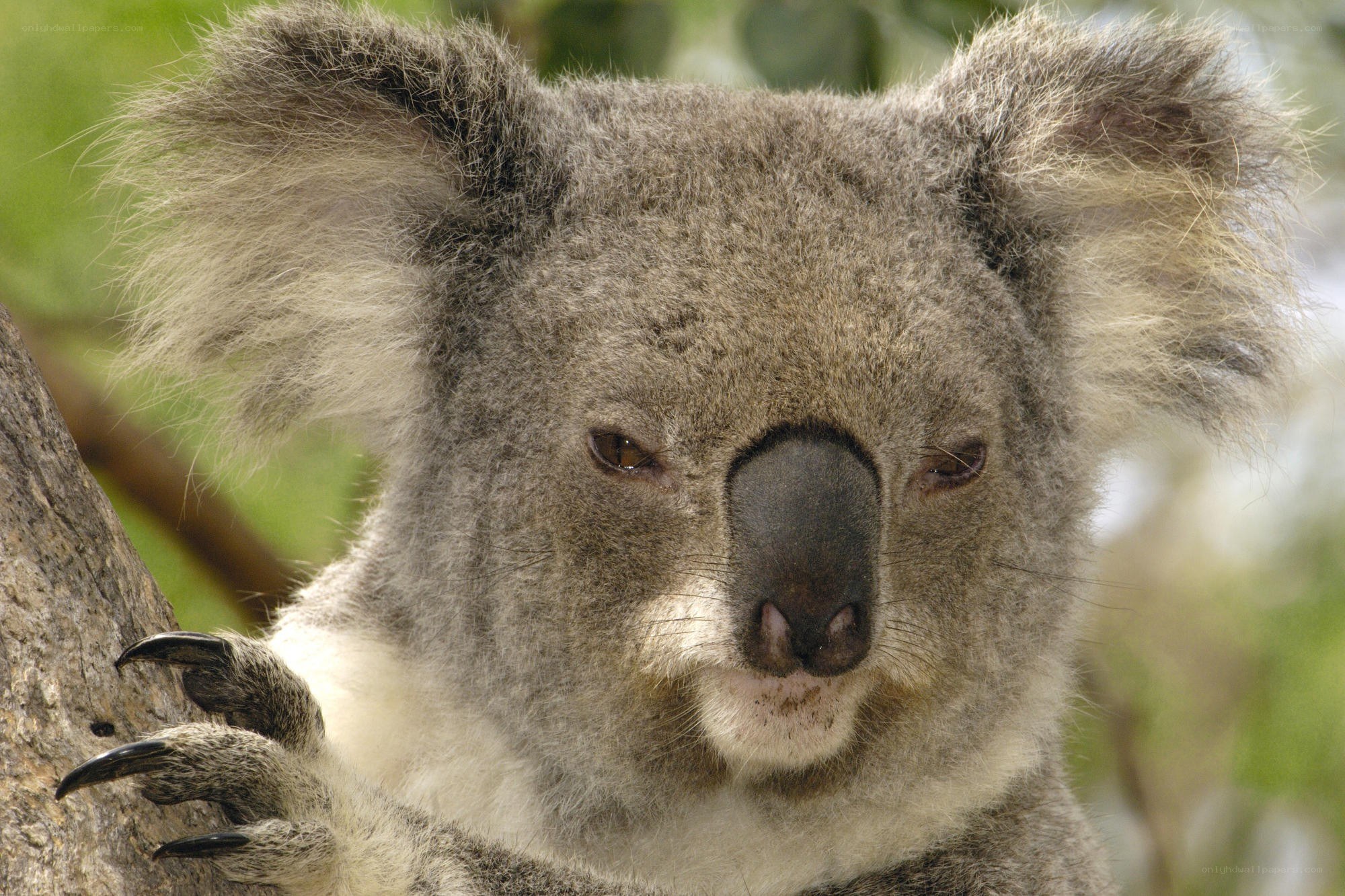 Close-up of a koala