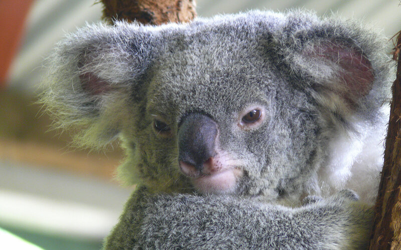 Close-up of a koala