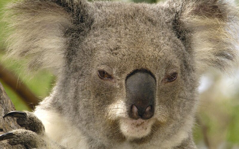Close-up of a koala face