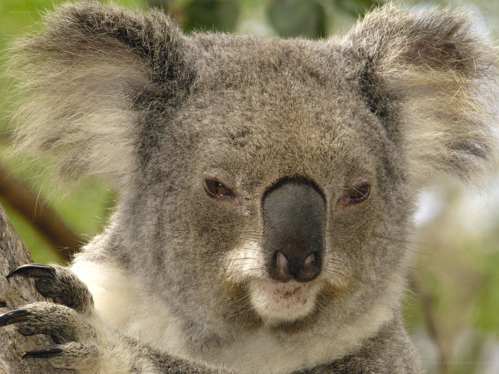 Close-up of a koala face