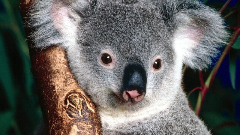 Close-up of a koala on a tree
