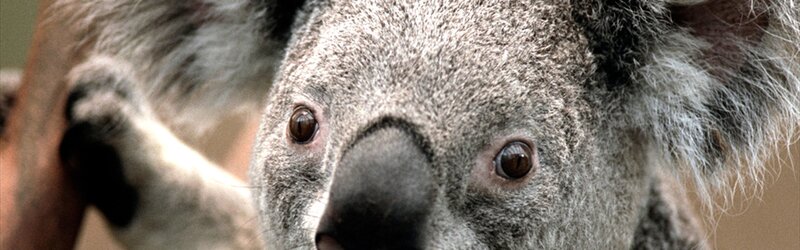 Close-up of a koala's face