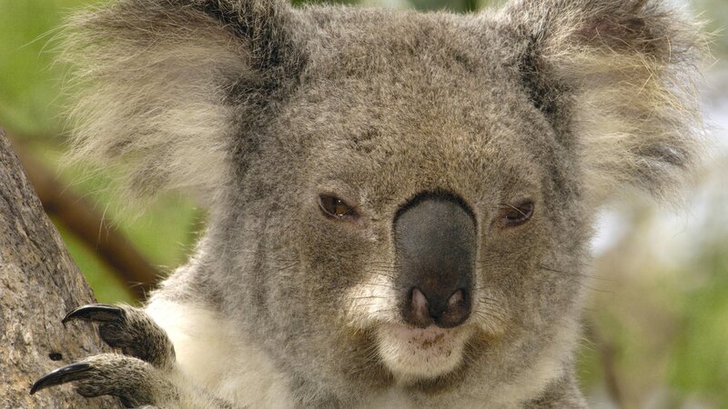 Close-up of a koala