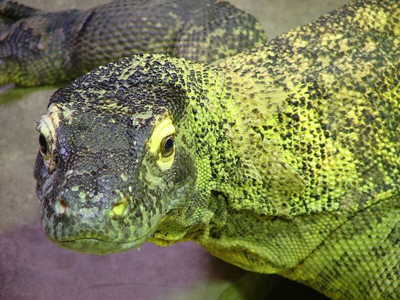 close-up of a komodo dragon