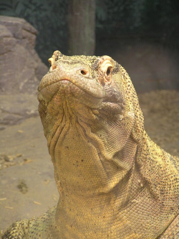 close-up of a komodo dragon