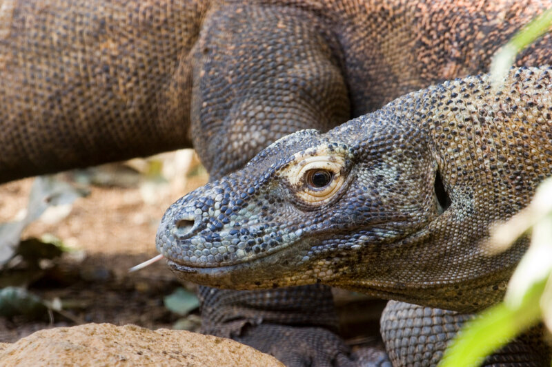 close-up of a komodo dragon