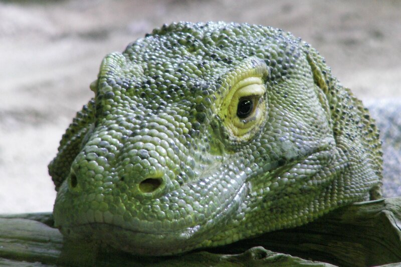 close-up of a komodo dragon
