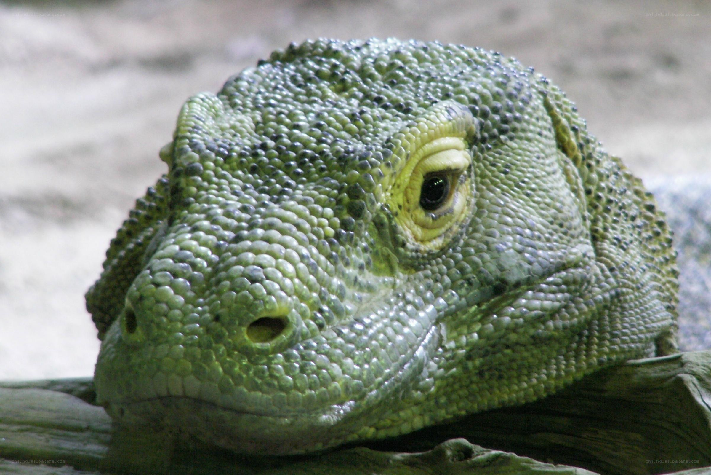 close-up of a komodo dragon