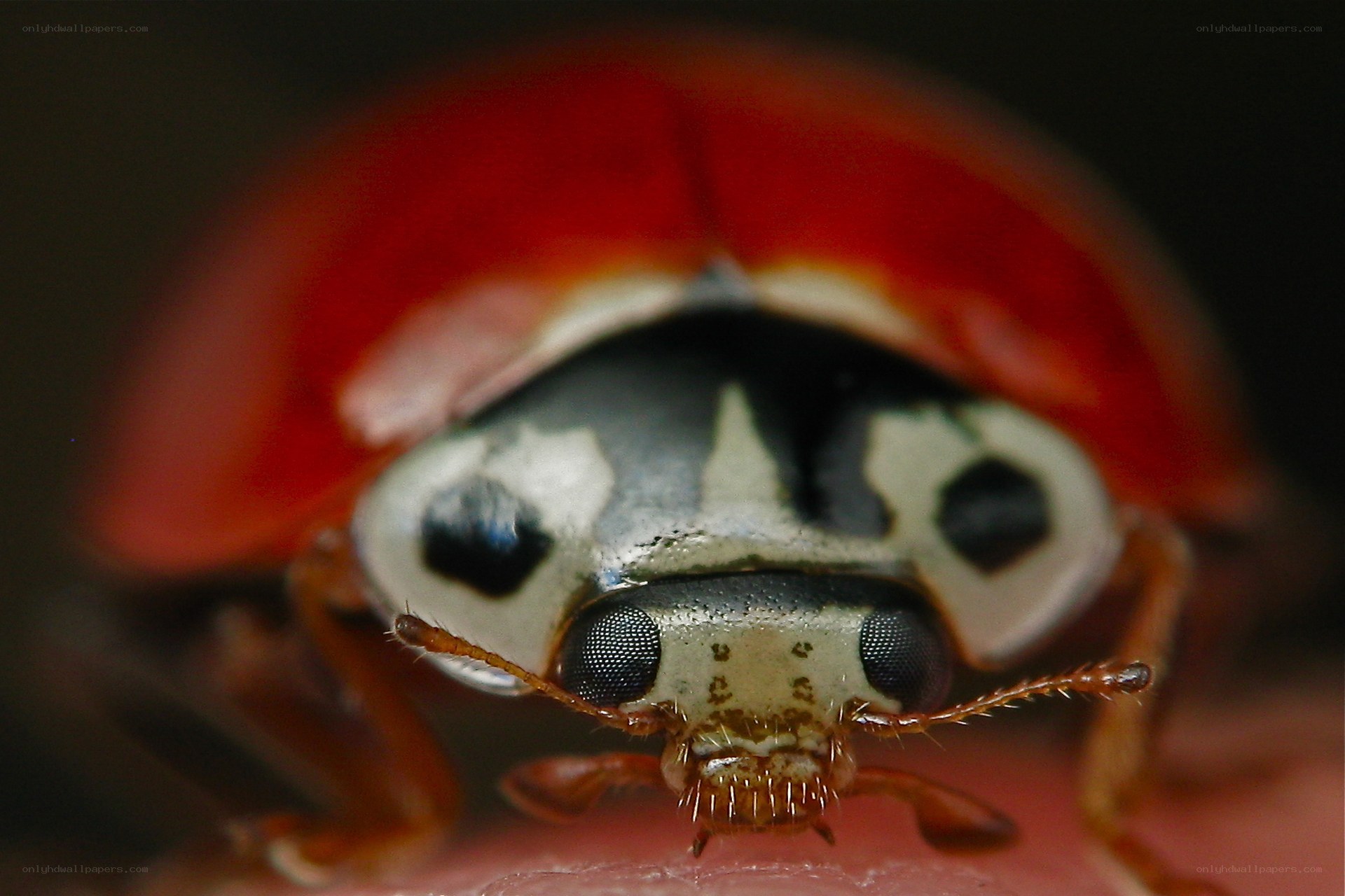 close-up of a ladybug