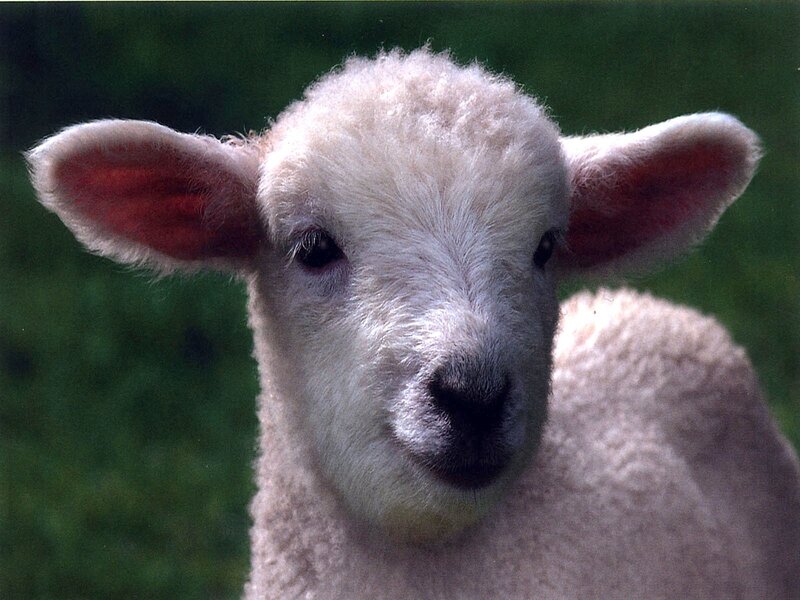 Close-up of a lamb