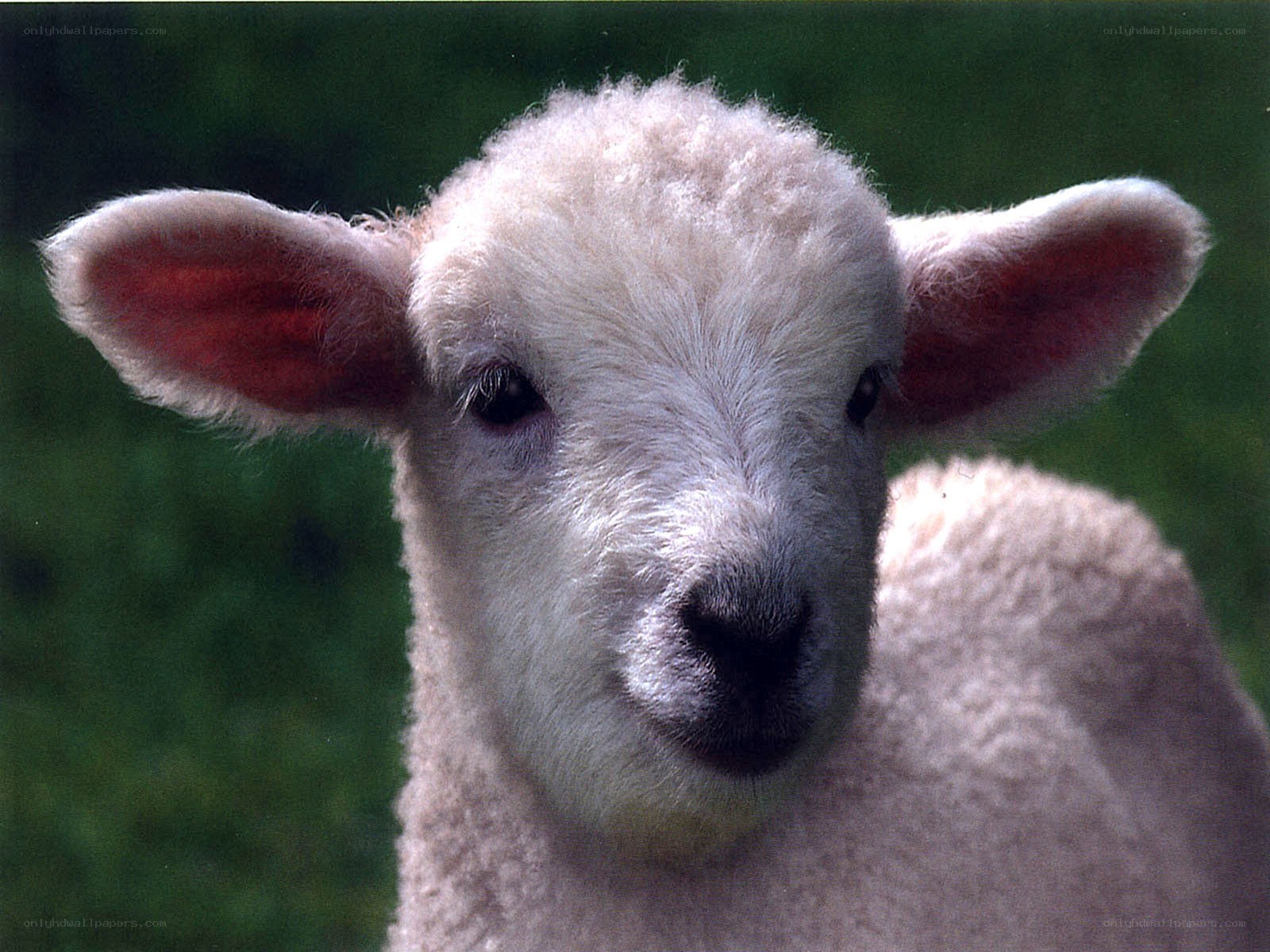 Close-up of a lamb