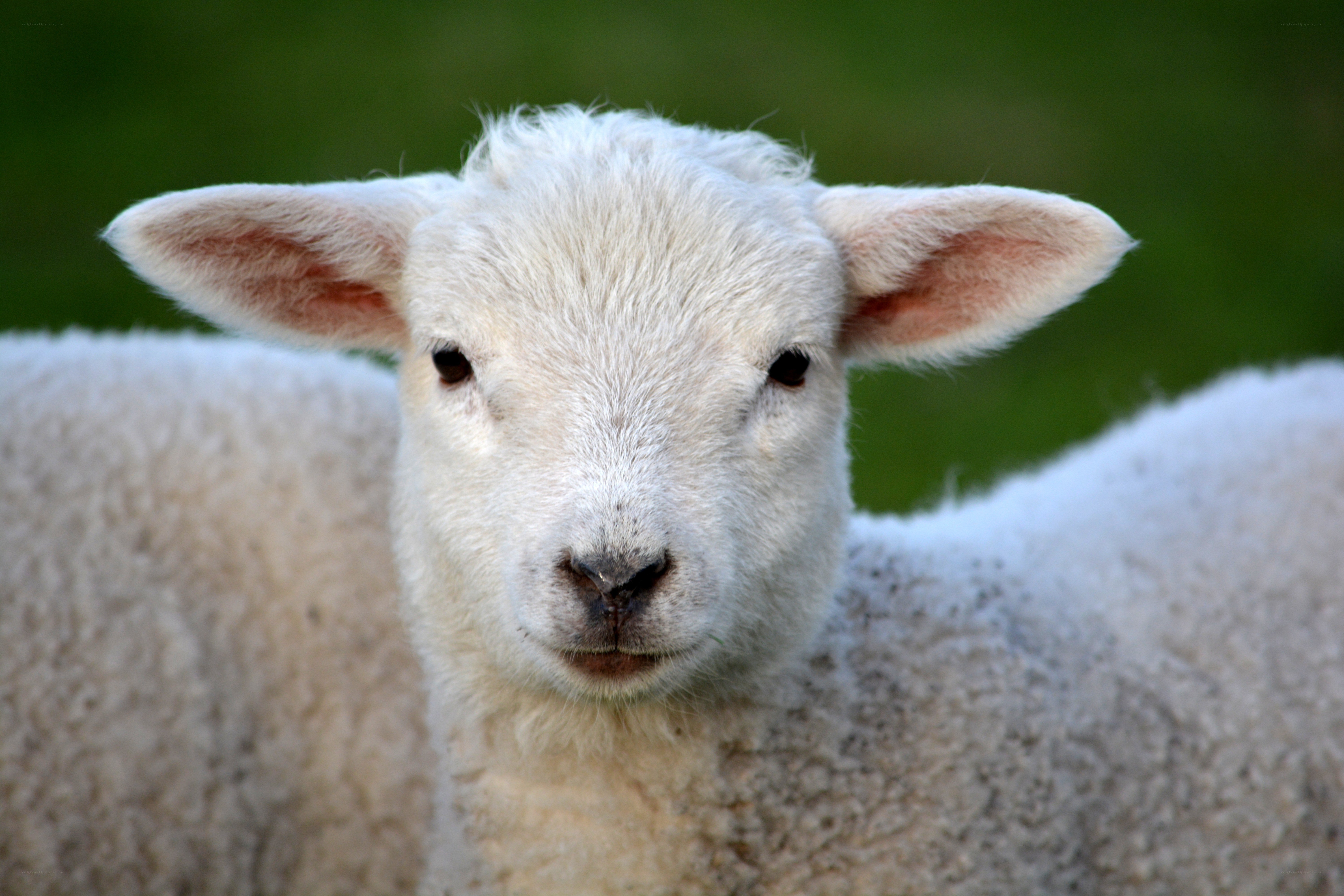 Close-up of a lamb