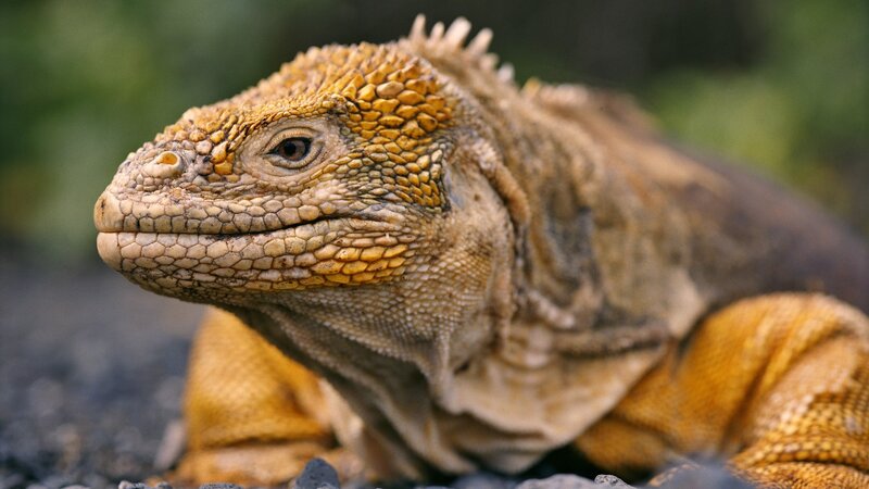 close-up of a land iguana