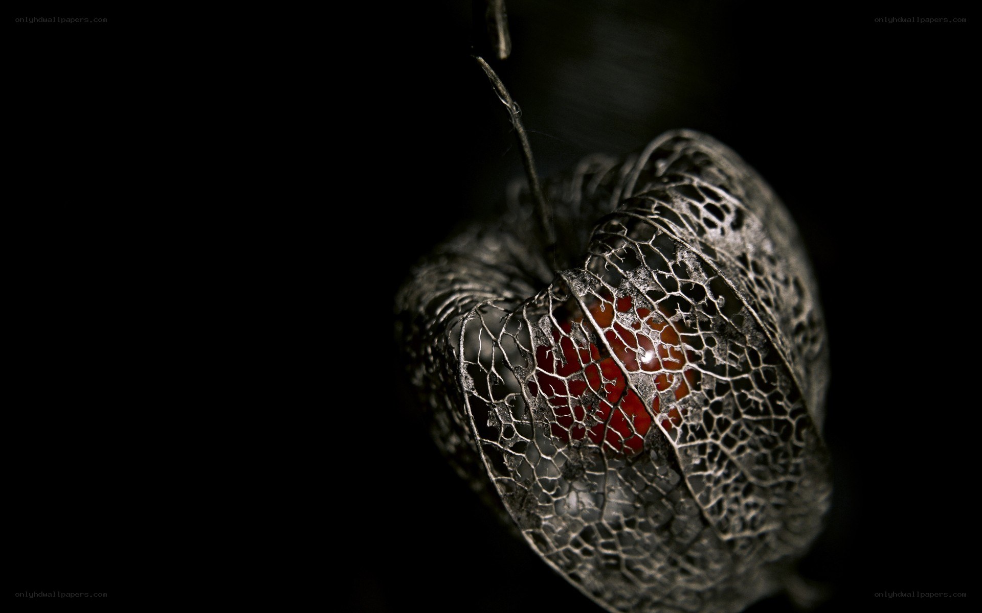Close-up of a lantern fruit