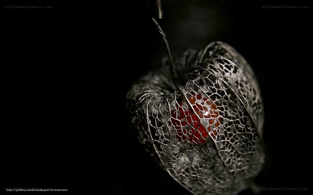 Close-up of a lantern fruit