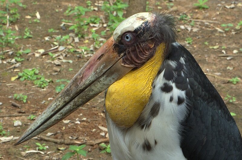 close-up of a large bird