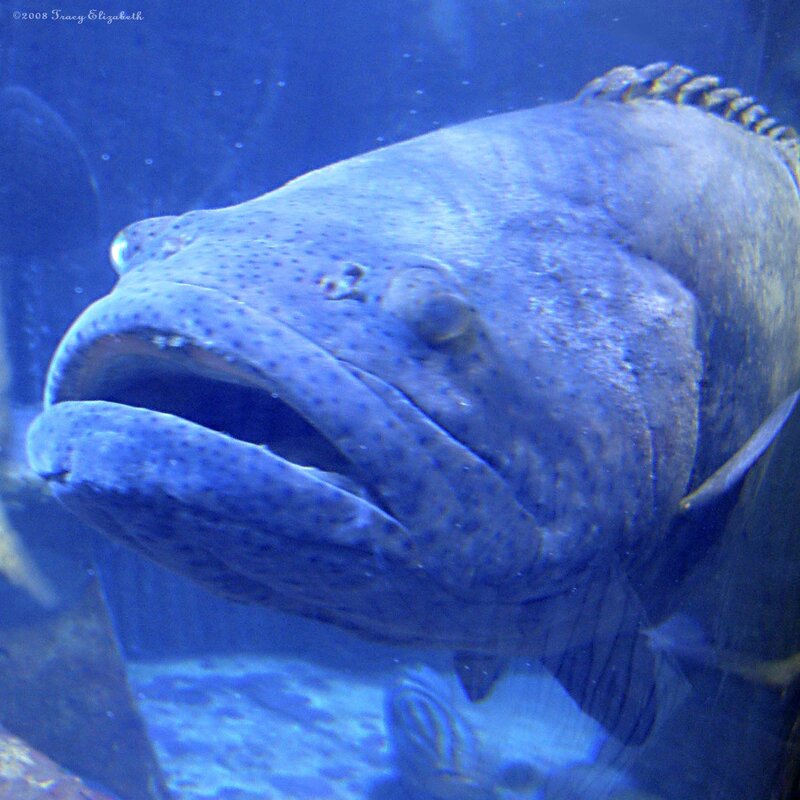 close-up of a large fish