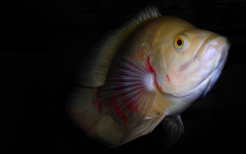 Close-up of a large fish