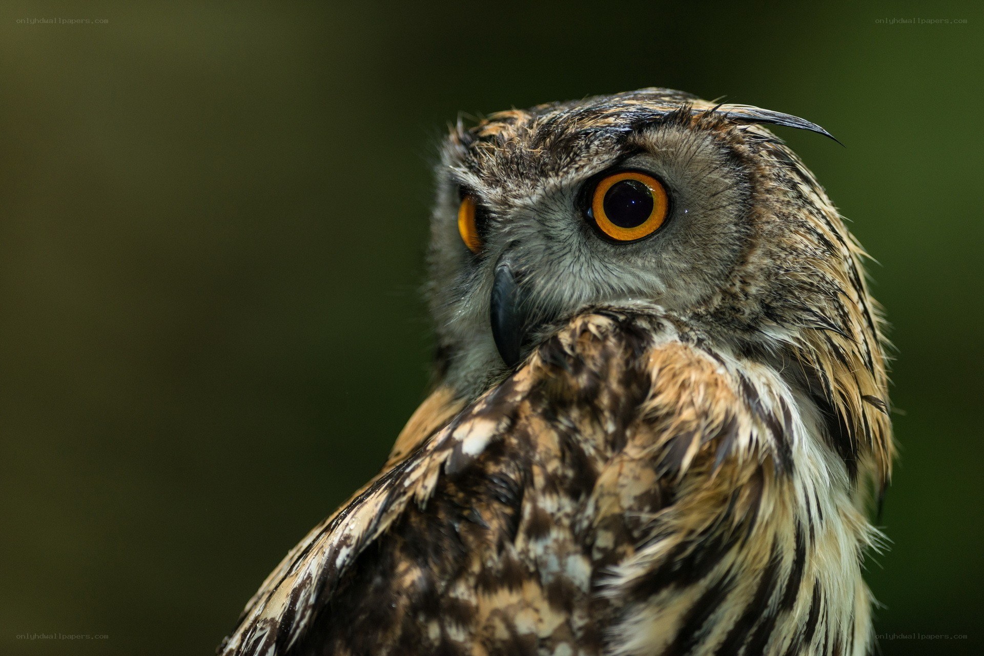 Close-up of a large owl
