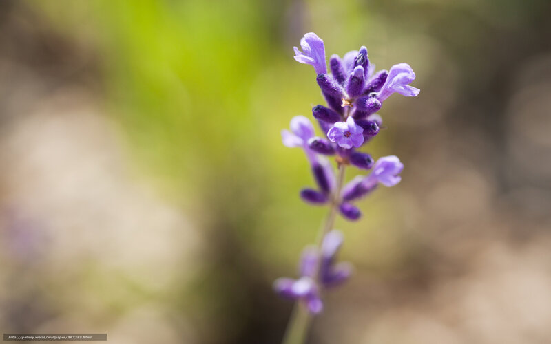 Close-up of a lavender flower