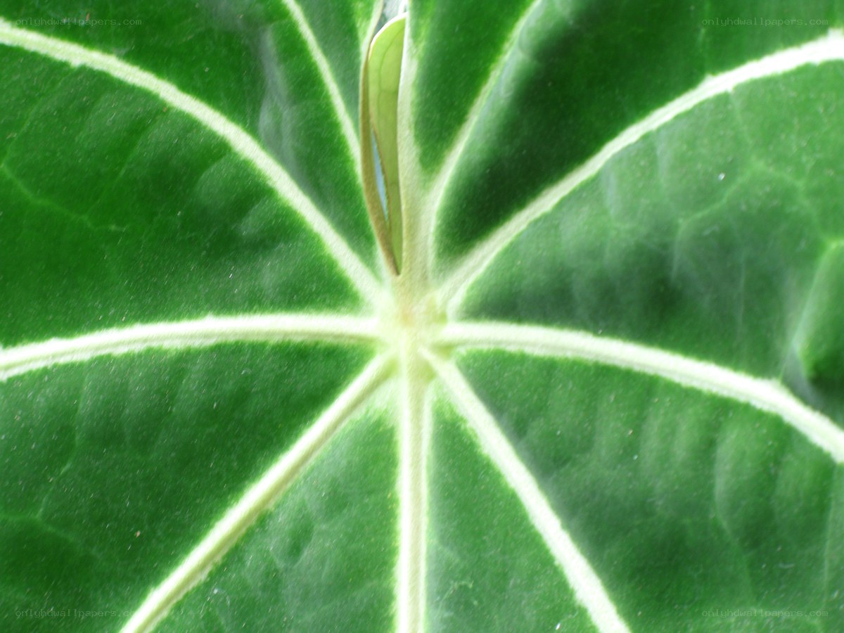 close-up of a leaf