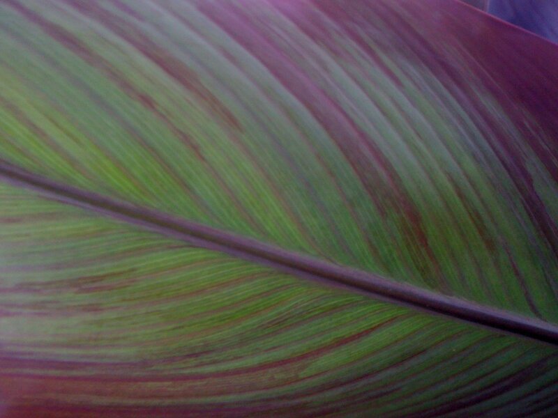 Close-up of a leaf