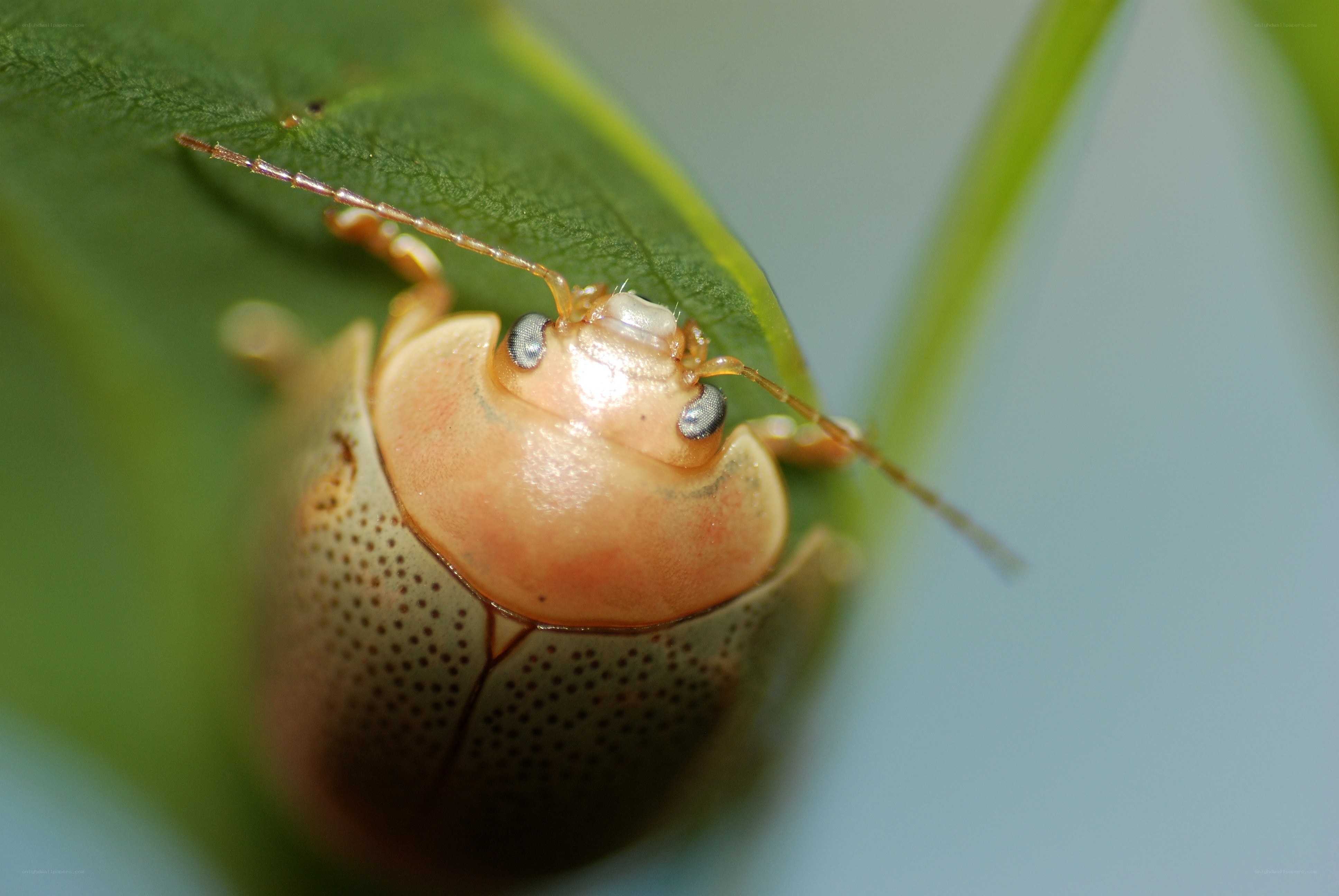 close-up of a leaf beetle