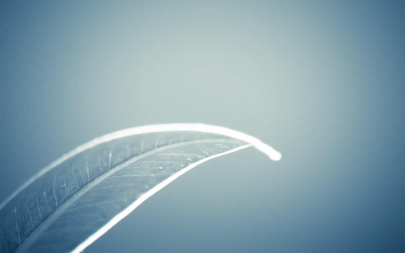 Close-up of a Leaf — Blue