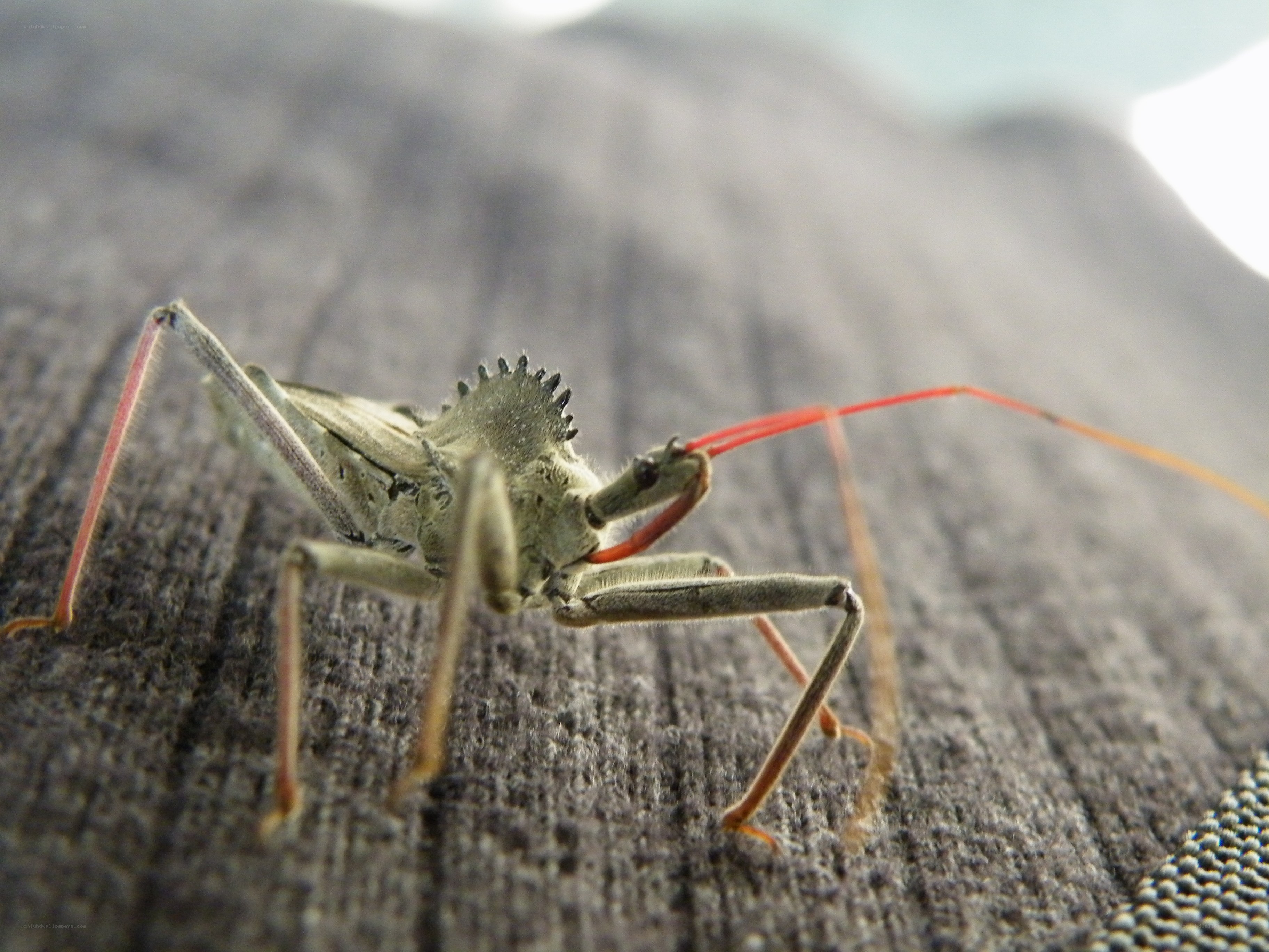 close-up of a leaf-footed bug