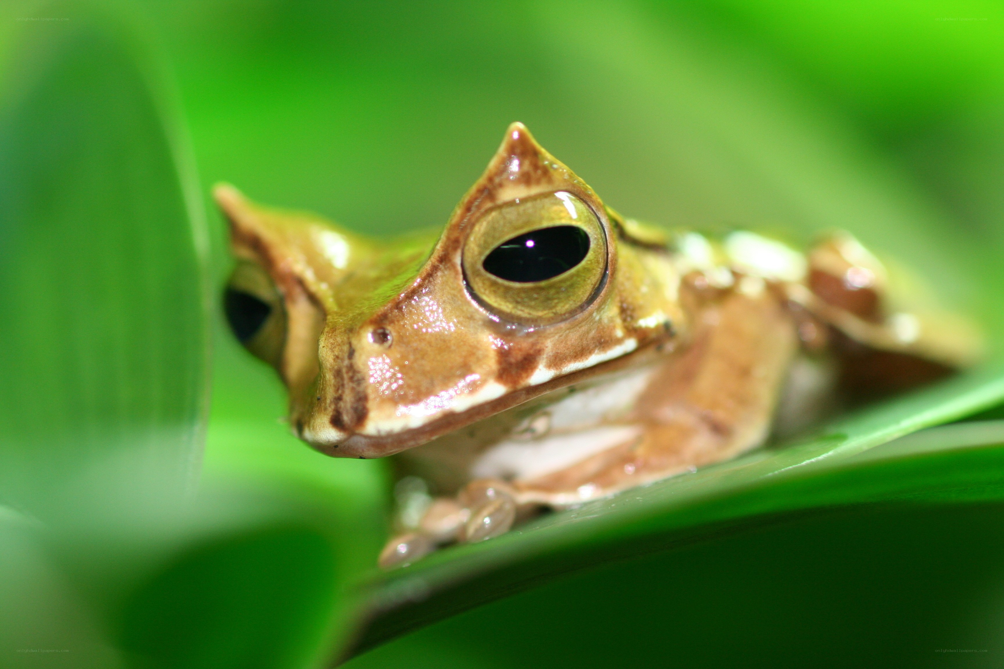 Close-up of a leaf frog