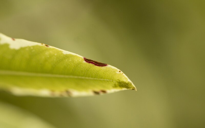 Close-up of a Leaf — Green, Calm