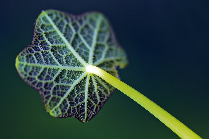 Close-up of a Leaf — Green, Dramatic