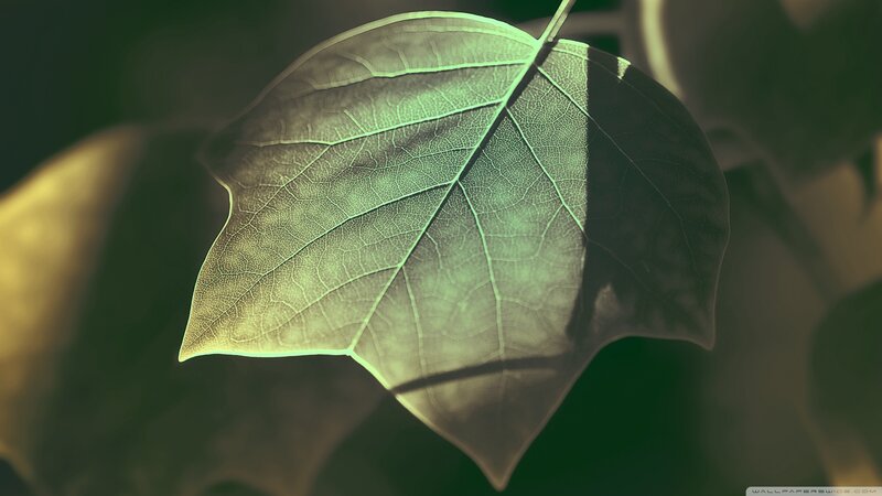 Close-up of a Leaf — Green