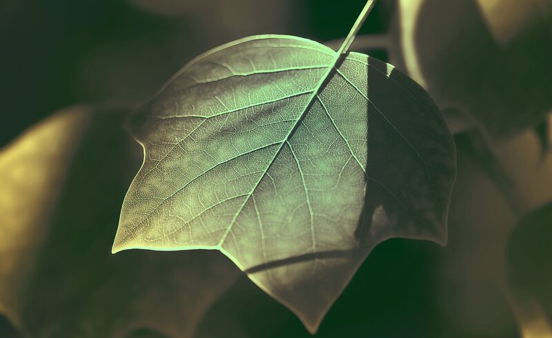 Close-up of a leaf in sunlight