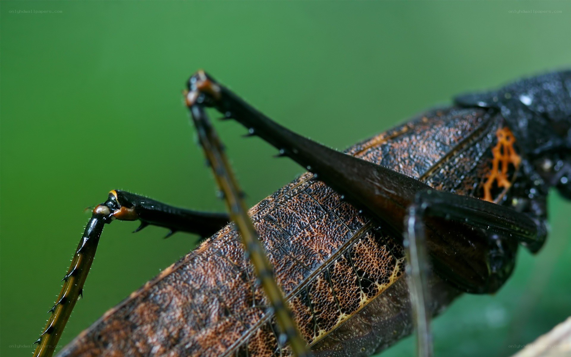 close-up of a leaf insect