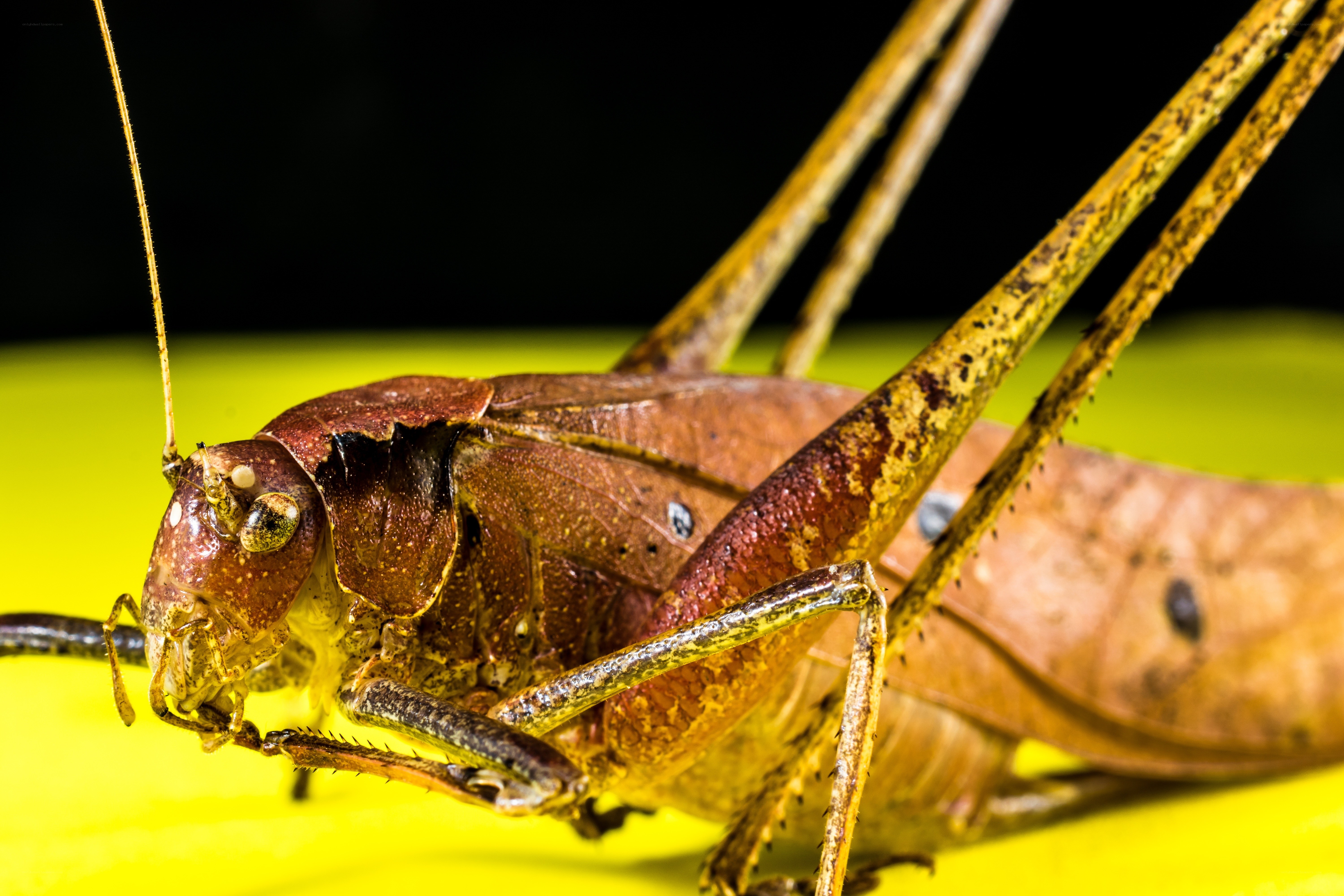 Close-up of a leaf-like insect