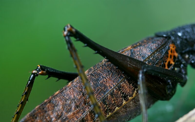 close-up of a leaf-mimicking insect