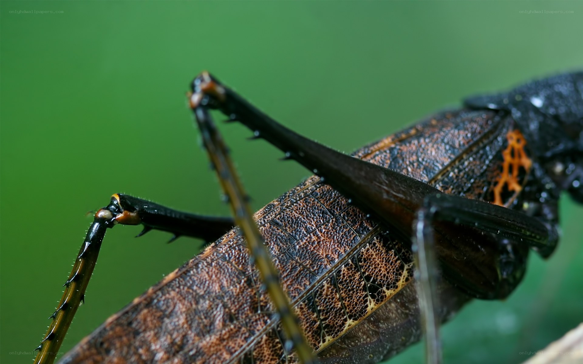 close-up of a leaf-mimicking insect