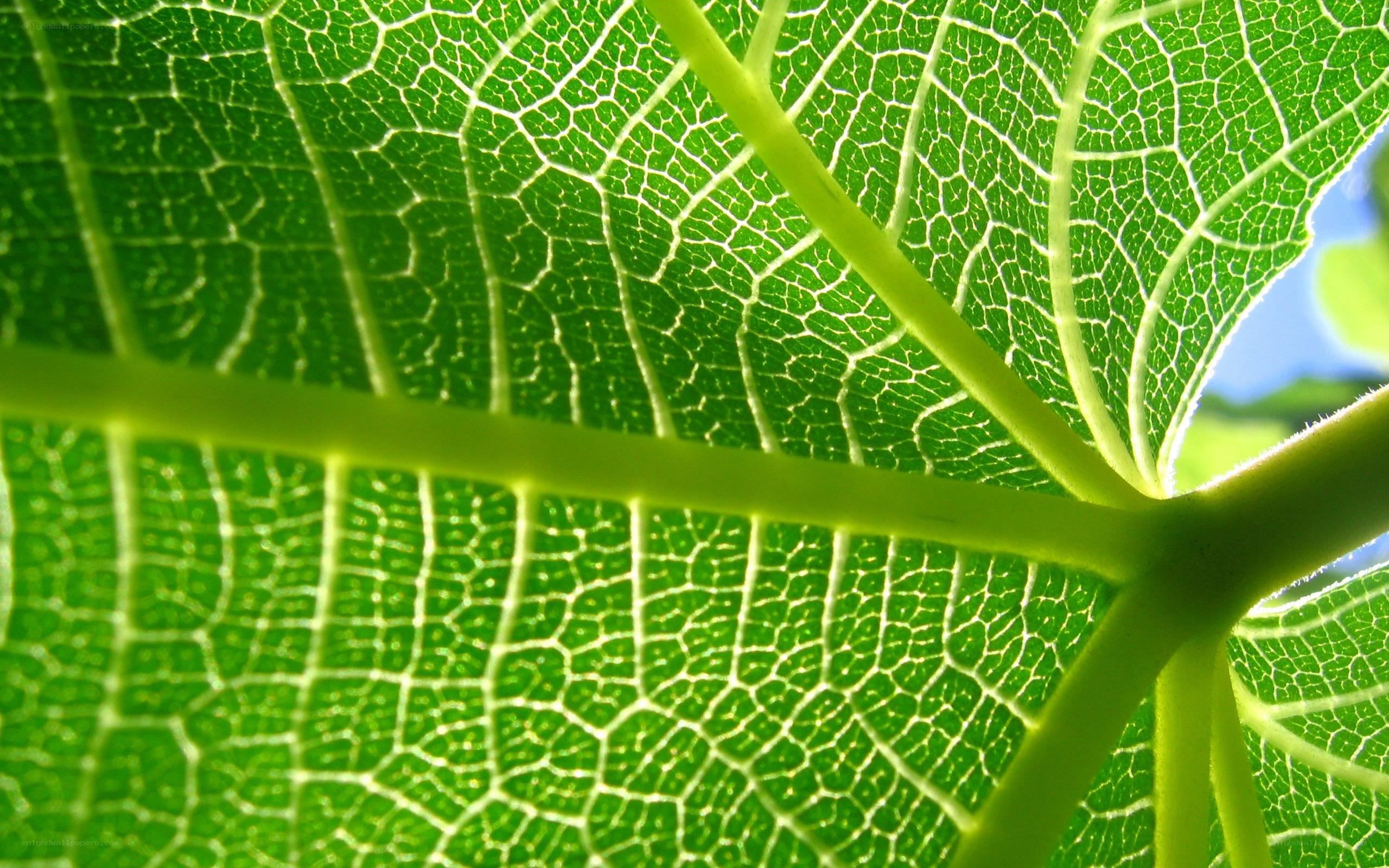 Close-up of a leaf's vein structure